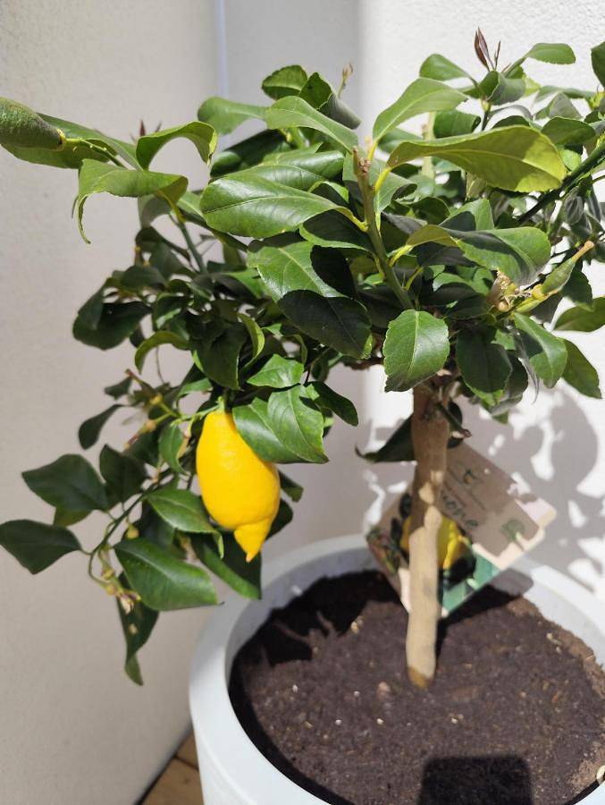 Gîte pour 2 personnes, avec terrasse à Quéven - 2