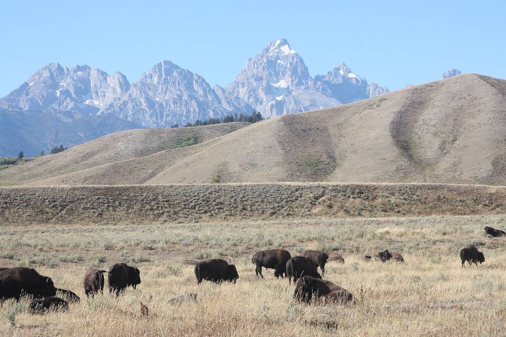 Stadthaus in der Nähe der Innenstadt von Jackson im Snow King Resort, Wandern, Skifahren, Einkaufen, Essen in der Nähe in Jackson (WY), Grand Teton Nationalpark