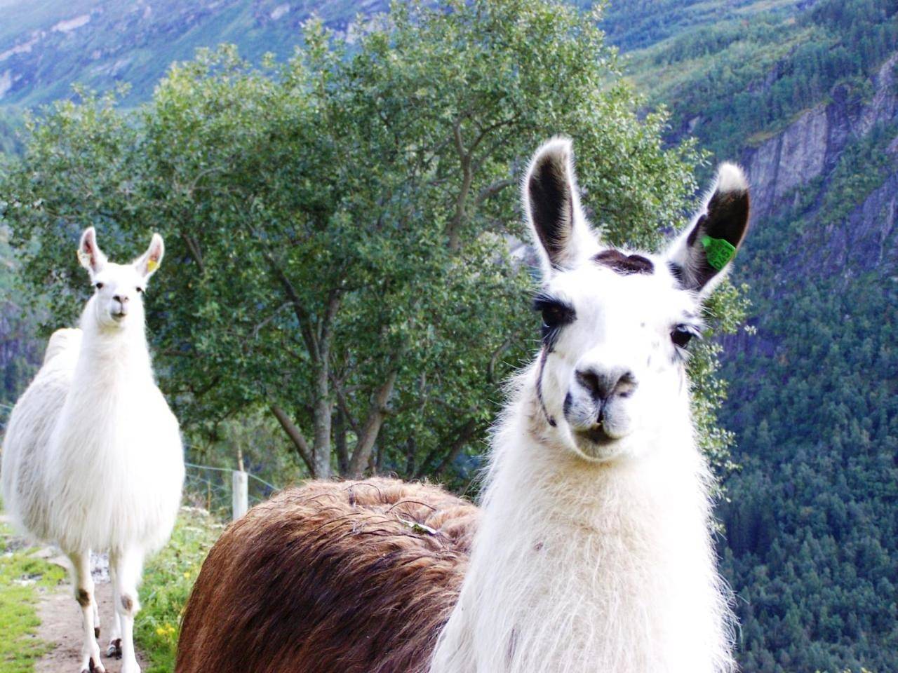 Westerås Gard in Geiranger, Stranda