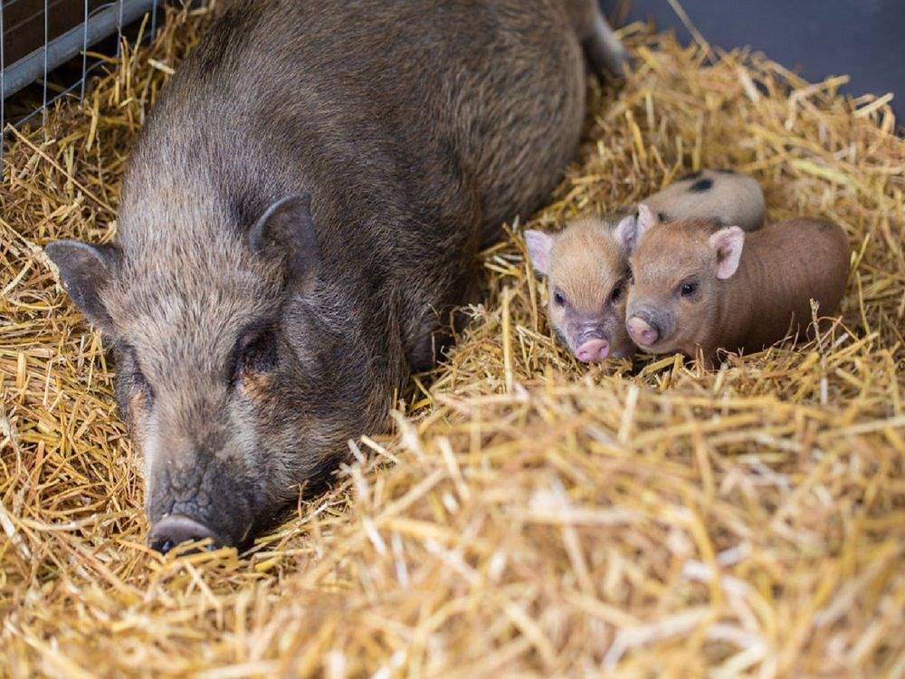 Büdlfarm - Nische in Ostfehmarn, Fehmarn