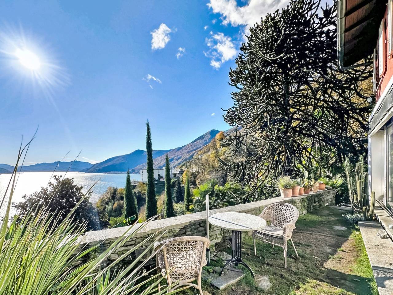 Araucaria in Brissago, Tessiner Alpen