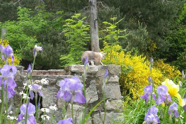 Location de vacances pour 6 personnes, avec piscine ainsi que jardin et terrasse, animaux acceptés à Montregard