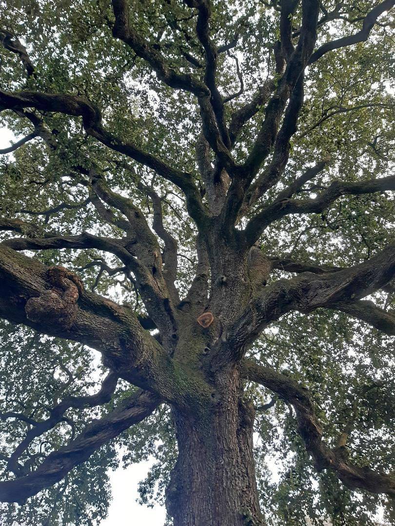 Le Domaine de l'Yeuse in Avranches, Bahía del Monte Saint-Michel