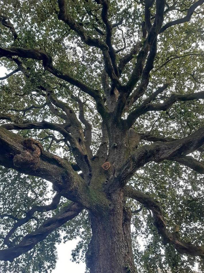 Gîte pour 10 personnes, avec jardin à Avranches - 3