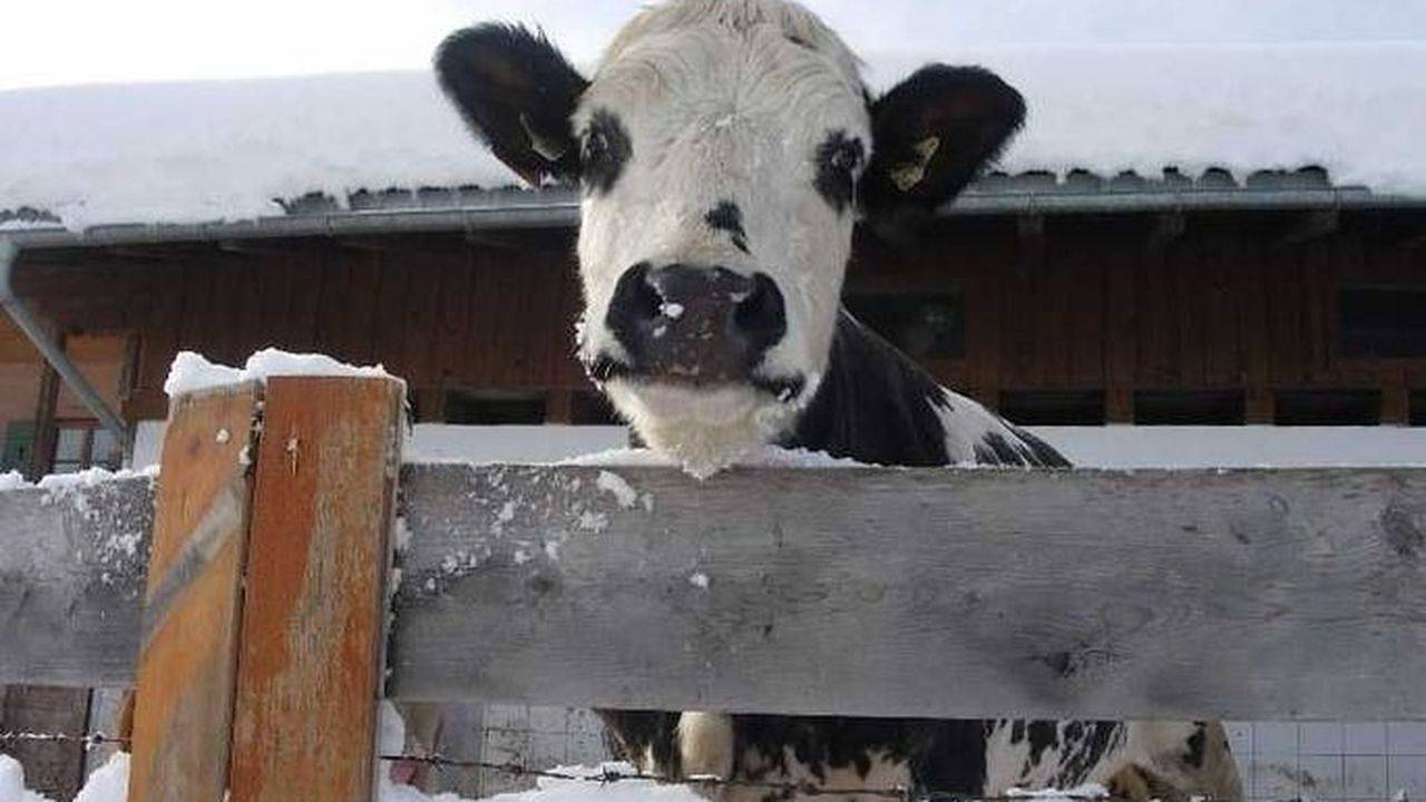 Ganze Ferienwohnung, Ferienwohnung für 2 Personen (33 m²) in Fieberbrunn in Fieberbrunn, Bezirk Kitzbühel