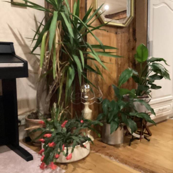 Gîte pour 4 personnes, avec terrasse et jardin, animaux acceptés à Kientzheim - 4
