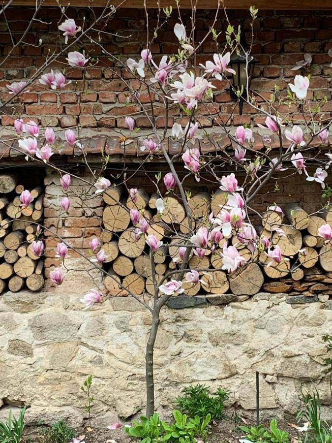 Maison d’hôte pour 2 personnes, avec vue et jardin à Koprivchtitsa - 2