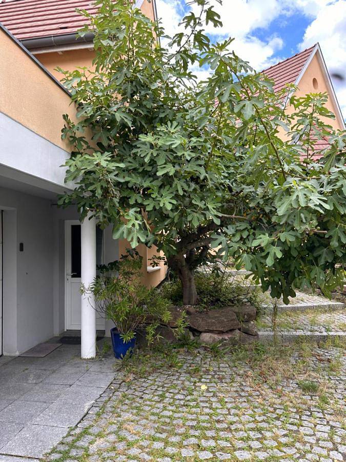 Gîte pour 2 personnes, avec jardin ainsi que vue et terrasse à La Wantzenau - 4