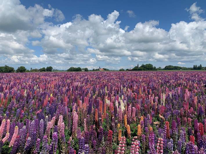 Ferienhaus für 5 Personen, mit Terrasse und Whirlpool sowie Garten in Lolland - 4
