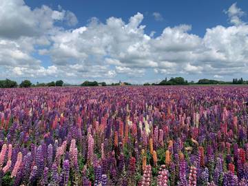 Glamping voor 5 Personen in Lolland, Seeland, Afbeelding 3