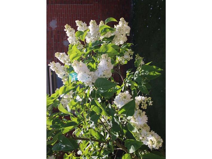 Ferienhaus für 2 Personen, mit Garten auf Borkum - 3
