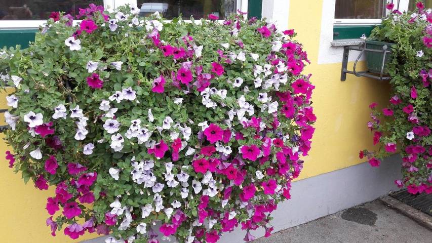 Hotel für 3 Personen, mit Garten und Ausblick sowie Terrasse in Mühlviertel - 2
