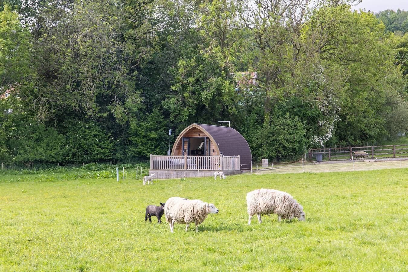 Ashberry Glamping Pod in North York Moors National Park