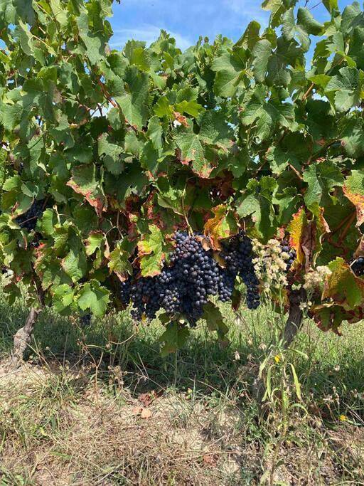 Location de vacances pour 4 personnes, avec vue et jardin à Lignan-de-Bordeaux - 4