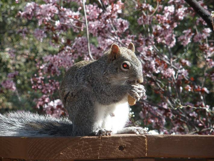 Blockhütte für 6 Personen, mit Terrasse - 1