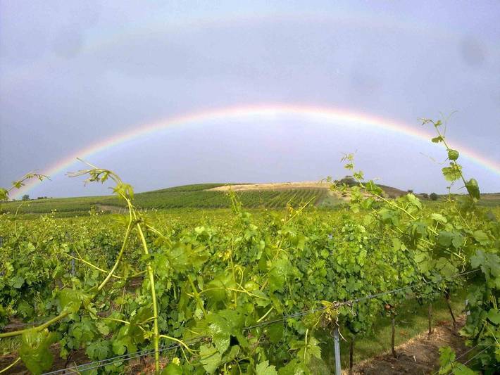 Ferienwohnung für 6 Personen in Rheinhessen - 3