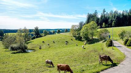 Ferienwohnung für 5 Personen in Furtwangen, Hochschwarzwald, Bild 3