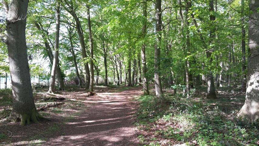 Ferienhaus für 4 Personen, mit Terrasse und Sauna sowie Garten, mit Haustier in Kellenhusen - 4