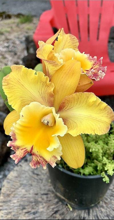 Zurück zum Leben erweckt, versteckt in einer der Hauptstraßen von Hilo. in Hilo, South Hilo