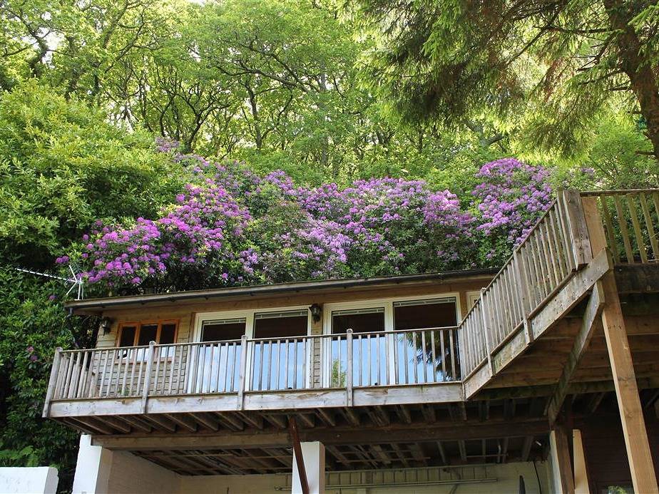 Treetops in Martinhoe, Exmoor
