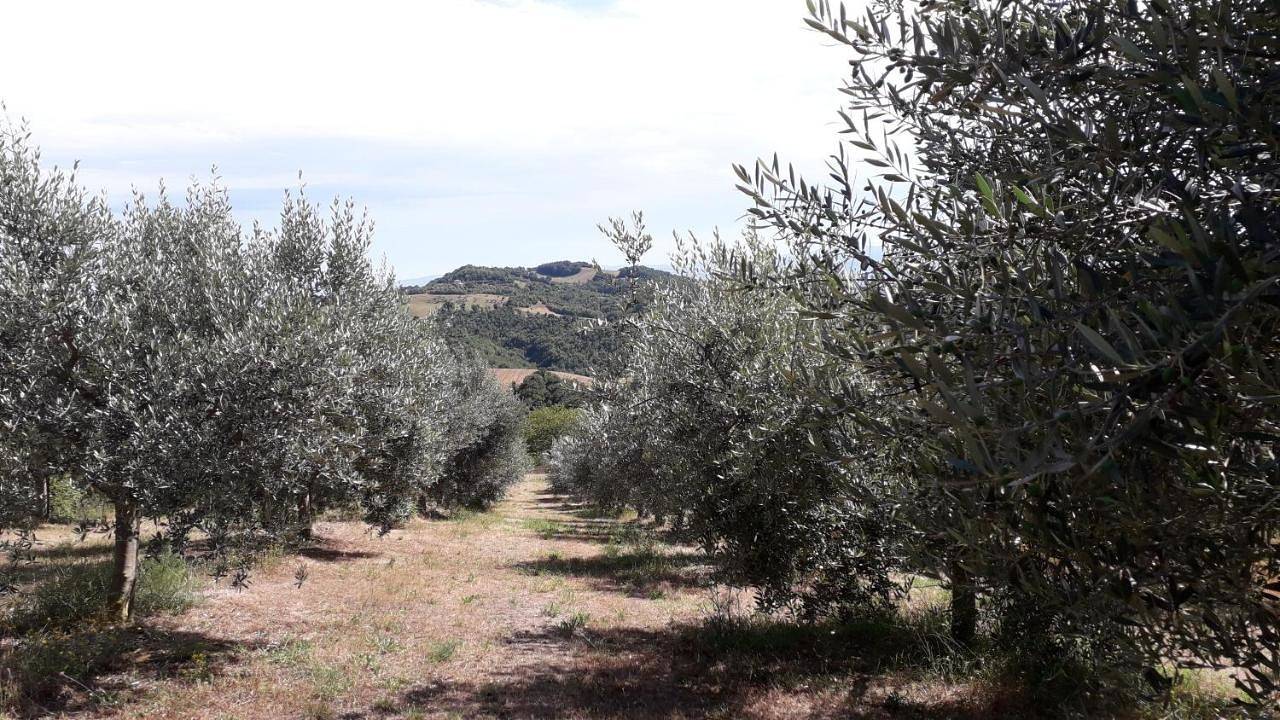 Sulla Strada di San Francesco in Assisi, Perugia e dintorni