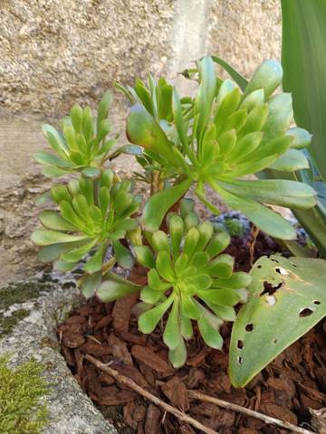Casa De Férias para 10 Pessoas em Vila Nova de Tazem, Serra da Estrela, Foto 4