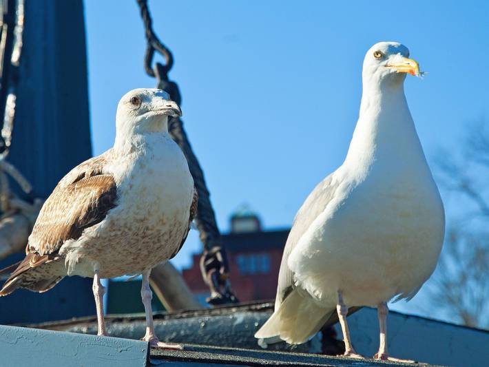 Ferienpark für 2 Personen, mit Balkon und Seeblick in Baabe - 4
