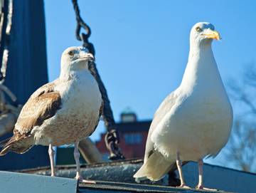 Bungalow für 2 Personen in Baabe, Rügen, Bild 3