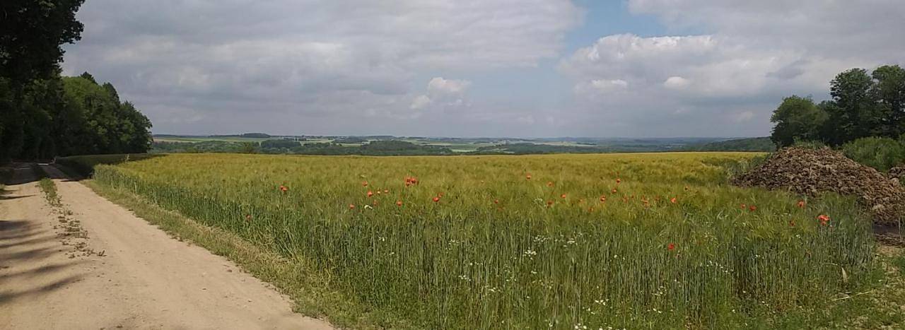 Location de vacances pour 3 personnes, avec jardin et vue, animaux acceptés à Onhaye - 4