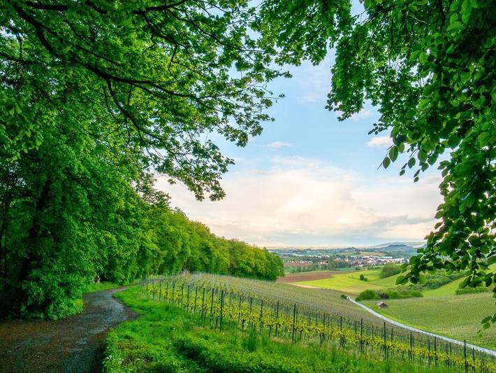 Wein & Bett Weihbrecht - Einzelzimmer in Bretzfeld, Hohenlohe
