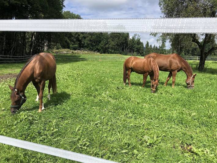 Bauernhof für 4 Personen, kinderfreundlich im Allgäu - 4