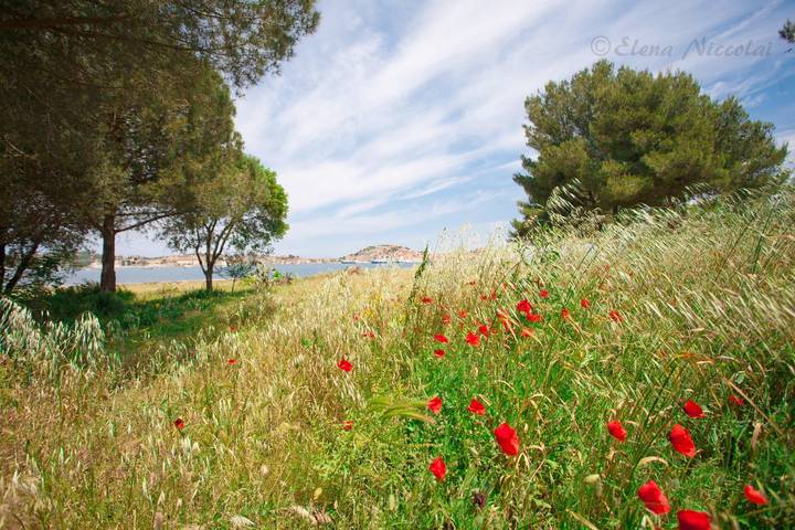 Ferienwohnung für 6 Personen, mit Garten in Portoferraio - 4