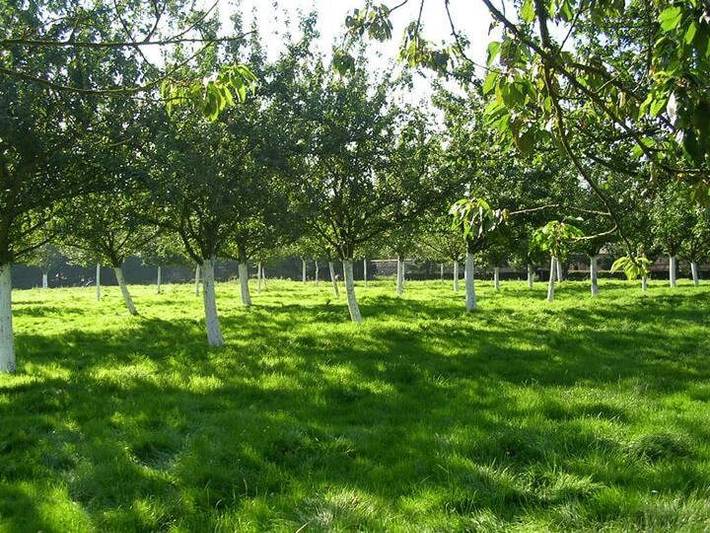 Location de vacances pour 7 personnes, avec terrasse et jardin à Goderville - 4
