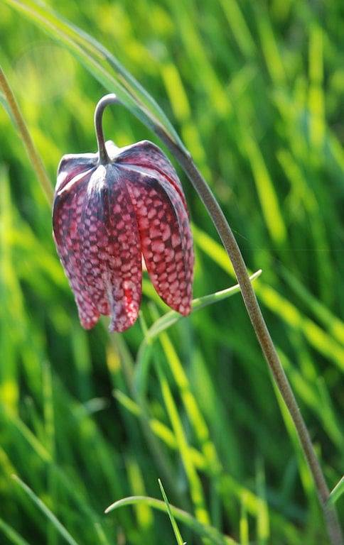 Chambres d'hôtes Le Rateau - Chambre Gogane in Rochefort-sur-Loire, Région d'Angers
