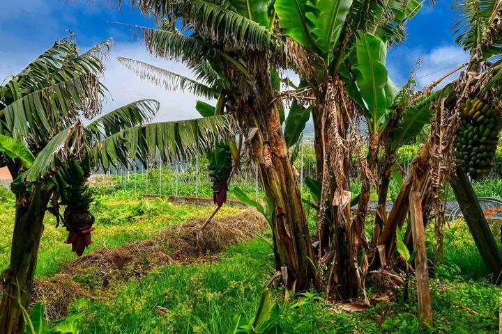 Finca für Gruppen für 9 Personen, mit Meerblick und Garten in Portugal - 4