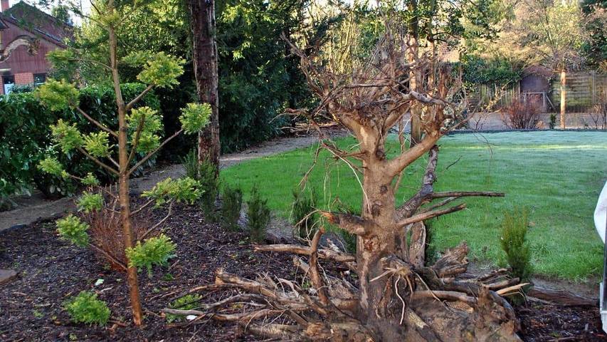 Ferienwohnung für 4 Personen, mit Garten in Bad Fallingbostel - 4