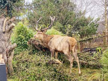 Glamping voor 2 Personen in Vejers Strand, West-Jutland, Afbeelding 1