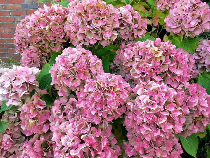 Ferienwohnung für 3 Personen, mit Garten und Terrasse, mit Haustier in Carolinensiel - 4