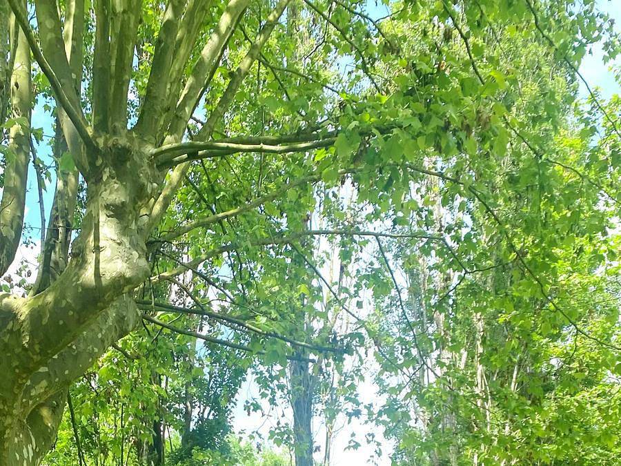 Camping du Val de Saône - Unique 4 personnes - Sweety in Saint-Didier-sur-Chalaronne, Région de Bourg-en-Bresse