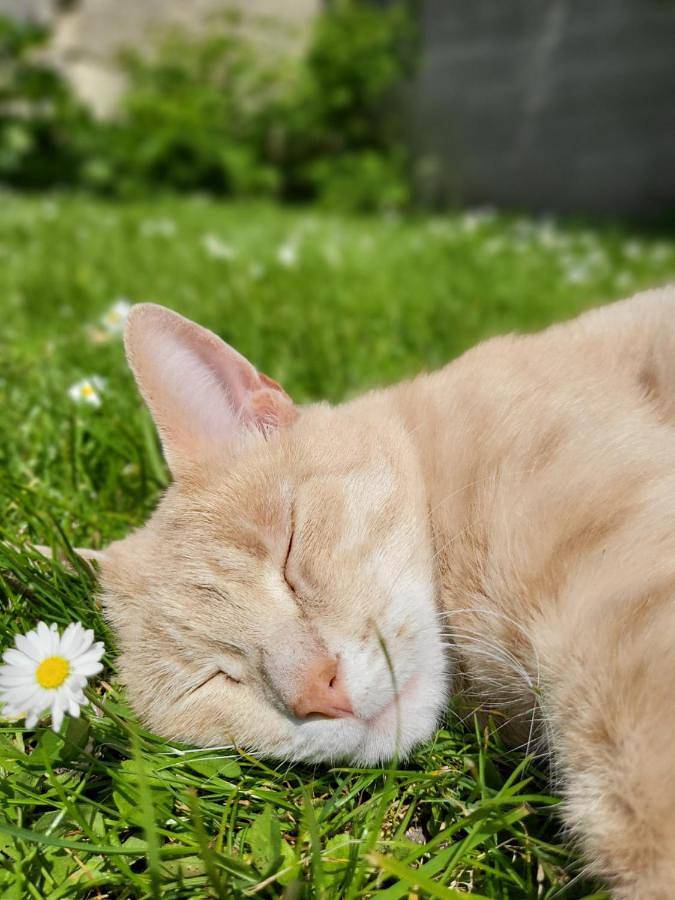 Location de vacances pour 2 personnes, avec terrasse, animaux acceptés à Pont-Sainte-Maxence