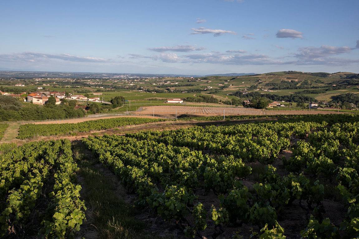 Gîte La Vigne en Rose - Domaine des Grandes Terres in Le Perréon, Beaujolais