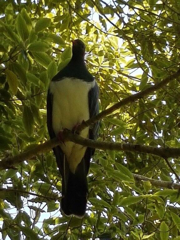 Ganze Wohnung, Ziehen Sie sich auf die Farm zurück und genießen Sie den einheimischen Busch und Bach. in Manawatu-Wanganui