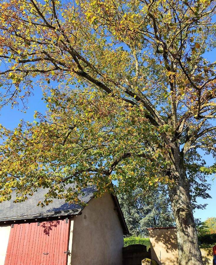 Double Room with Private Bathroom in Saint-Aubin-de-Luigné, Vallée de la Loire