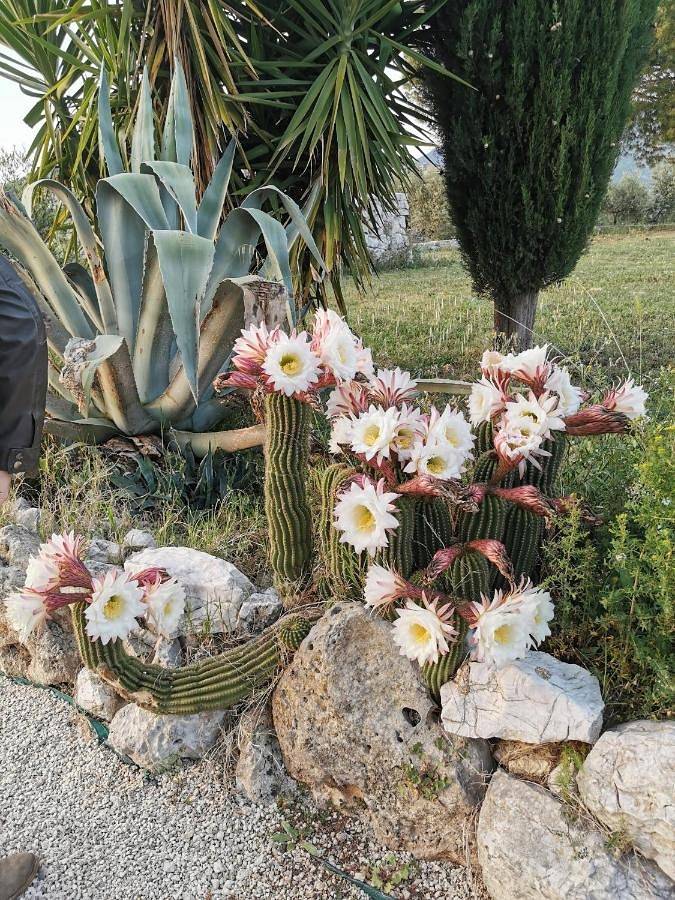 Villa Dei Romani - Country House in Guidonia Montecelio, Provincia di Roma