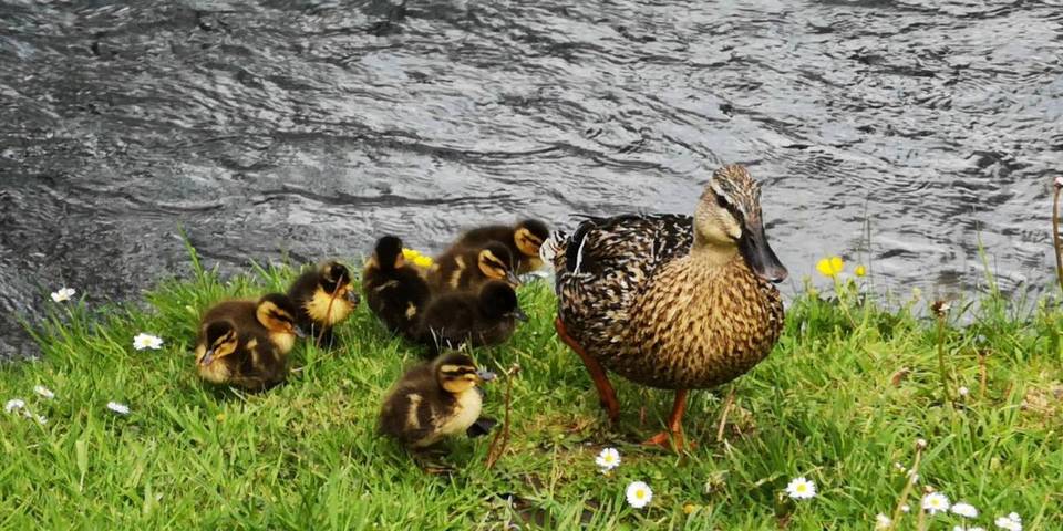 Location de vacances pour 3 personnes, avec jardin, animaux acceptés à Cormeilles - 2