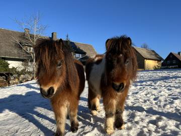 Gîte pour 4 personnes, avec jardin, animaux acceptés à Bonndorf im Schwarzwald
