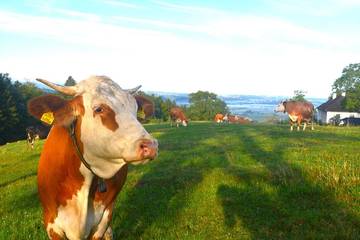 Ferienwohnung für 5 Personen in Ardagger, Mostviertel Region, Bild 2