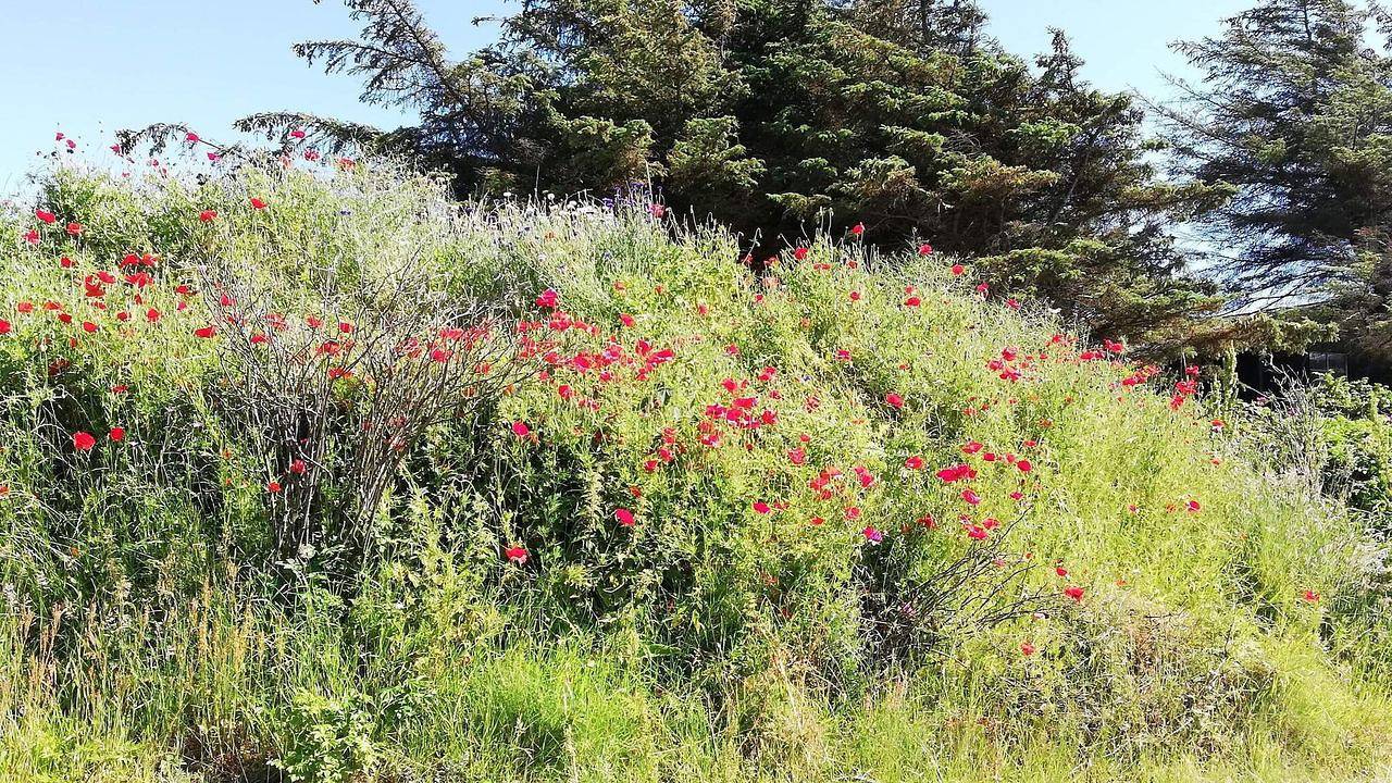 Ferienhaus für 6 Personen (95 m²) in Blokhus in Hune, Jammerbugt