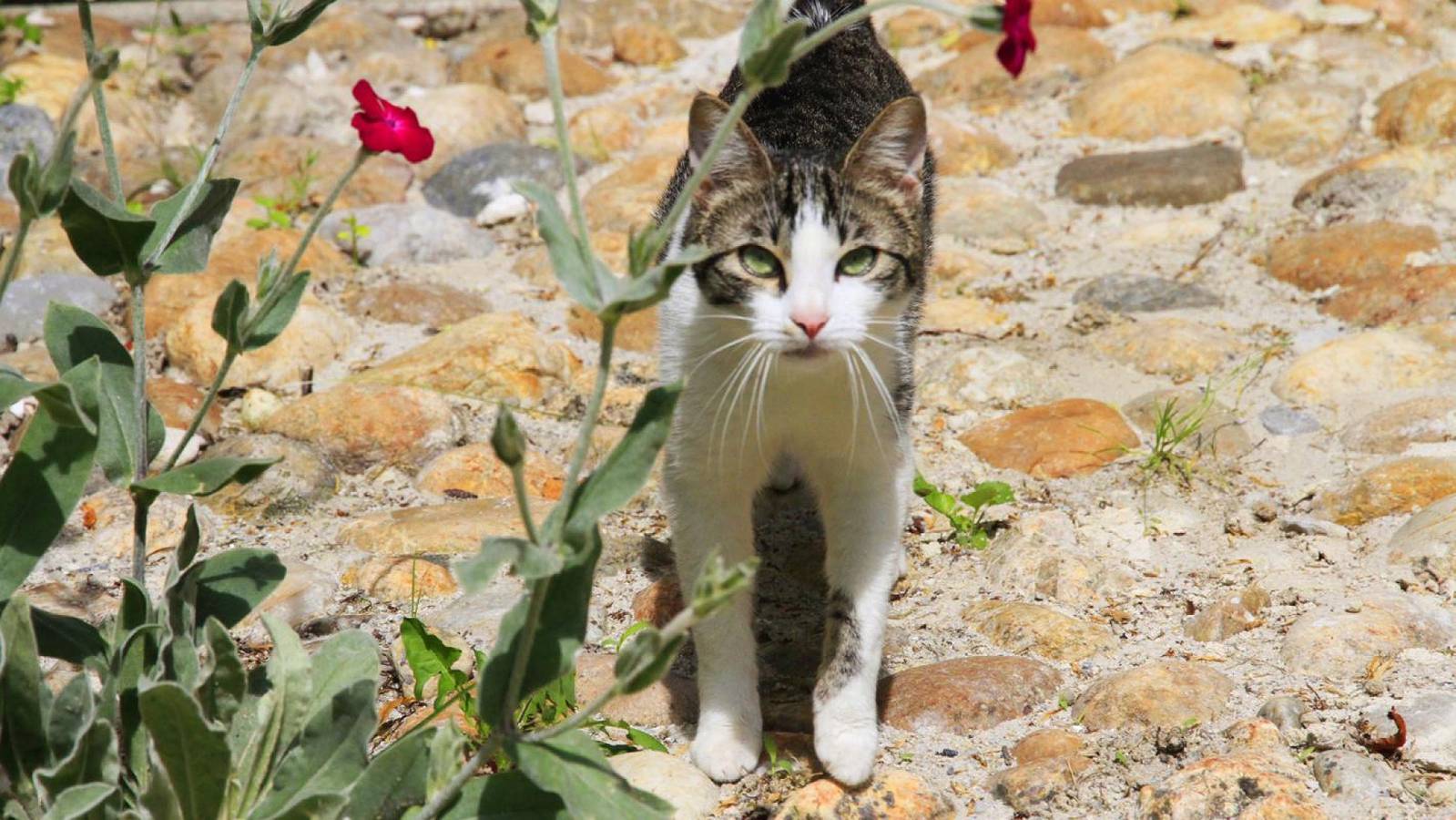 La Madière in Puylaurens, Castres und Umgebung