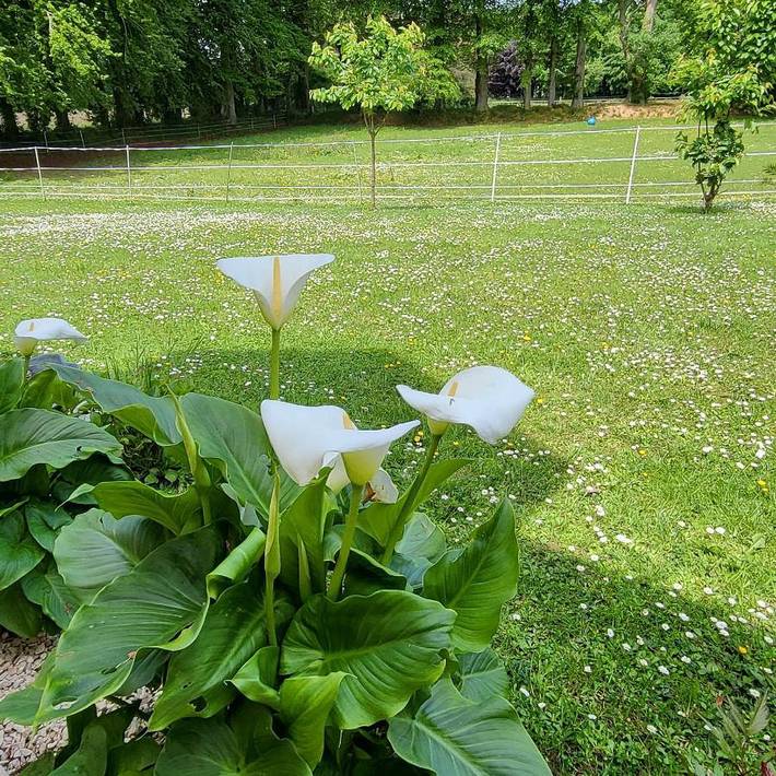 Location de vacances pour 4 personnes, avec jardin et vue à Senneville-sur-Fécamp - 4